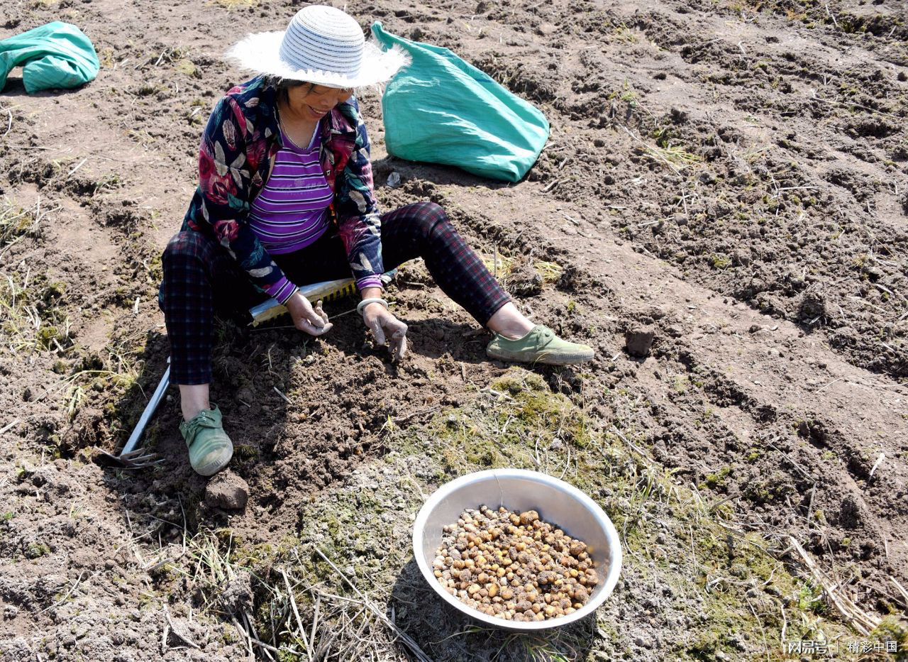浙江仙居：“药稻”轮作 助农增收