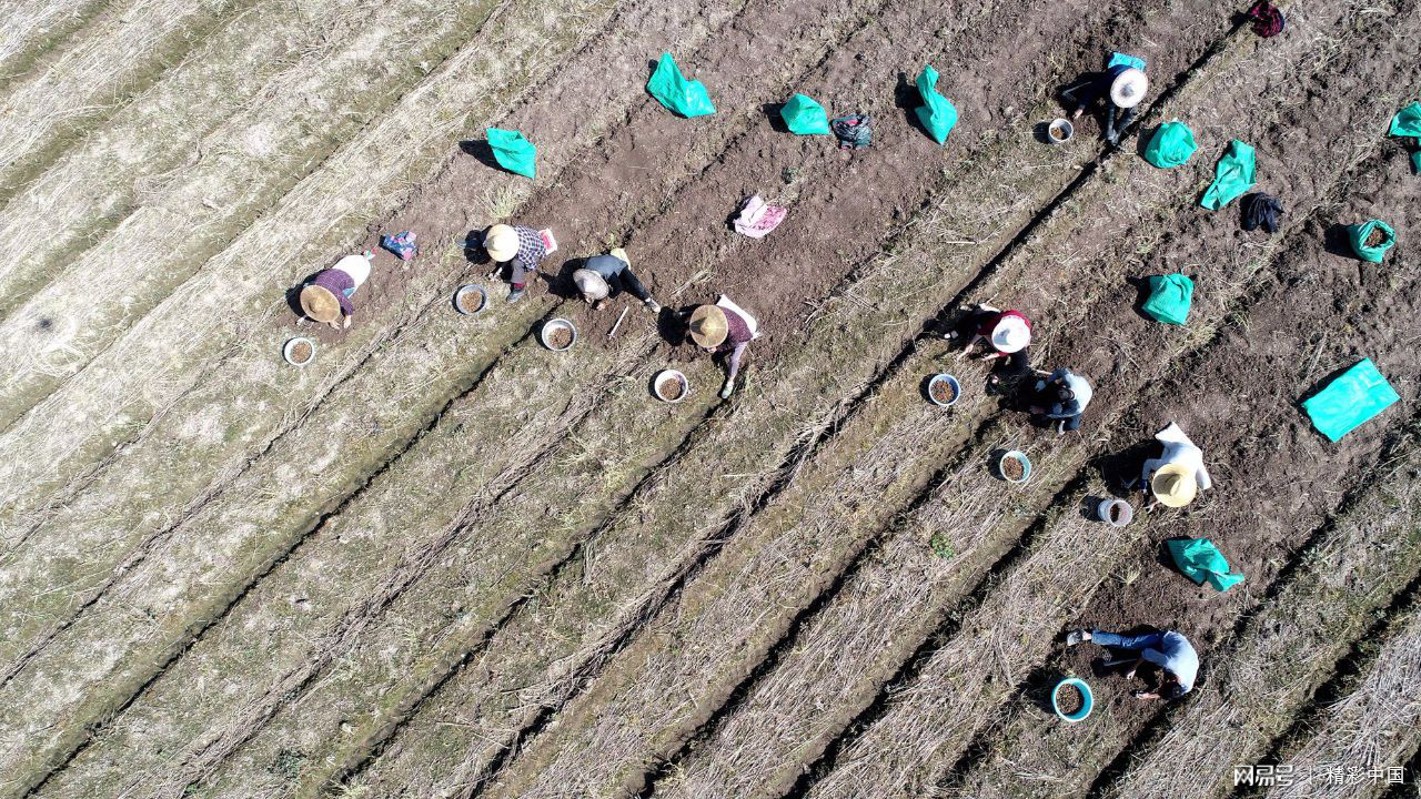 浙江仙居：“药稻”轮作 助农增收