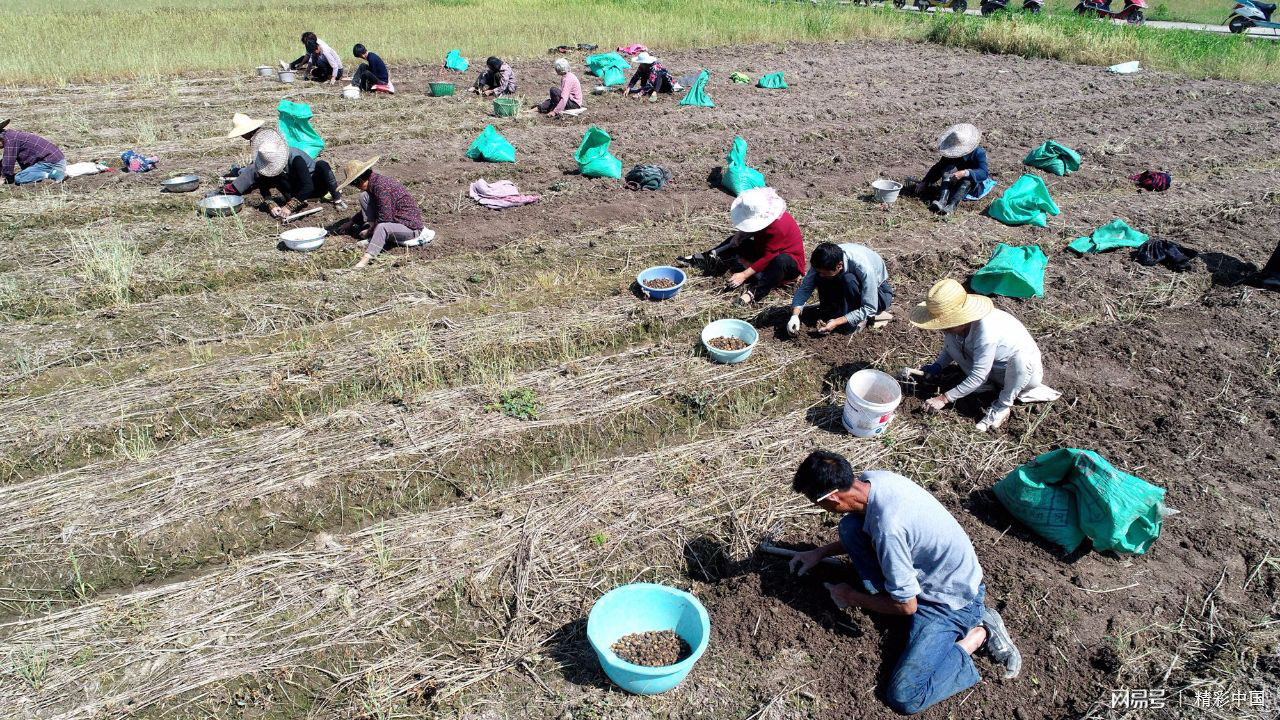 浙江仙居：“药稻”轮作 助农增收