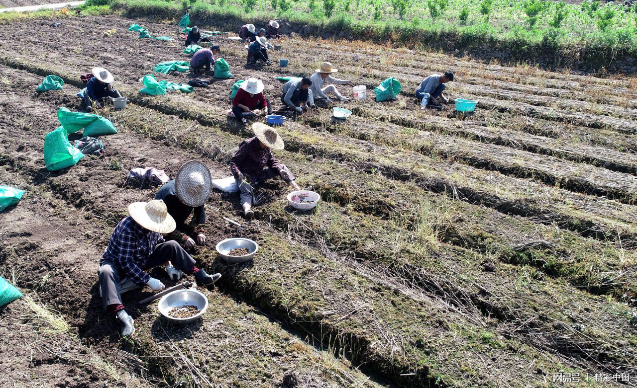 浙江仙居：“药稻”轮作 助农增收