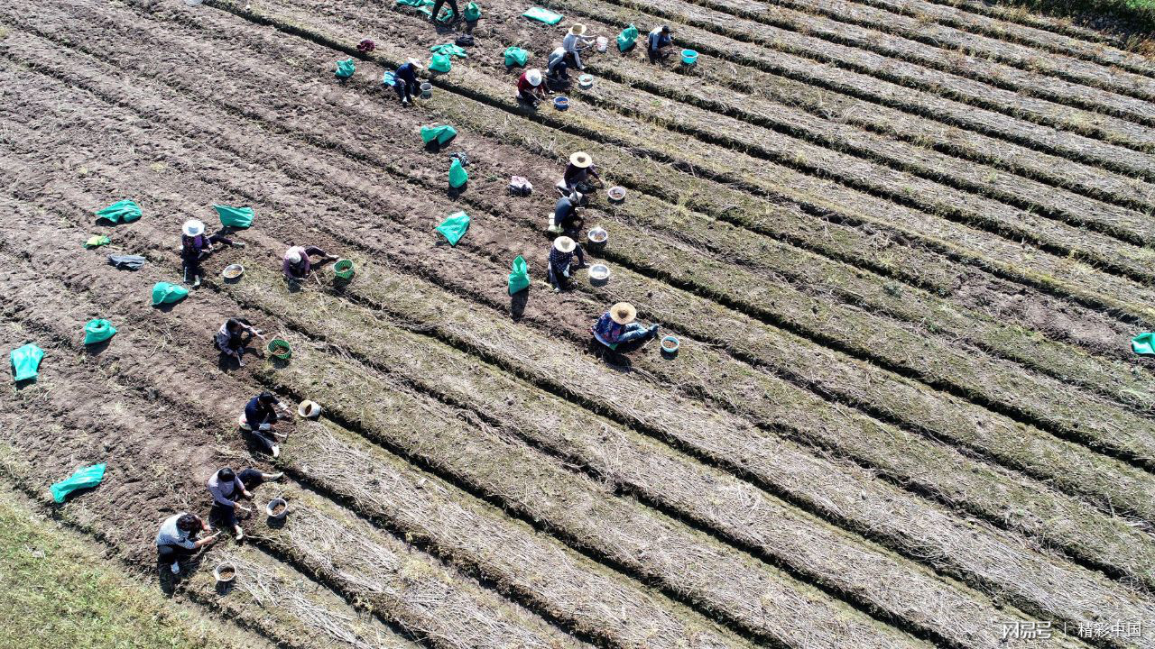 浙江仙居：“药稻”轮作 助农增收