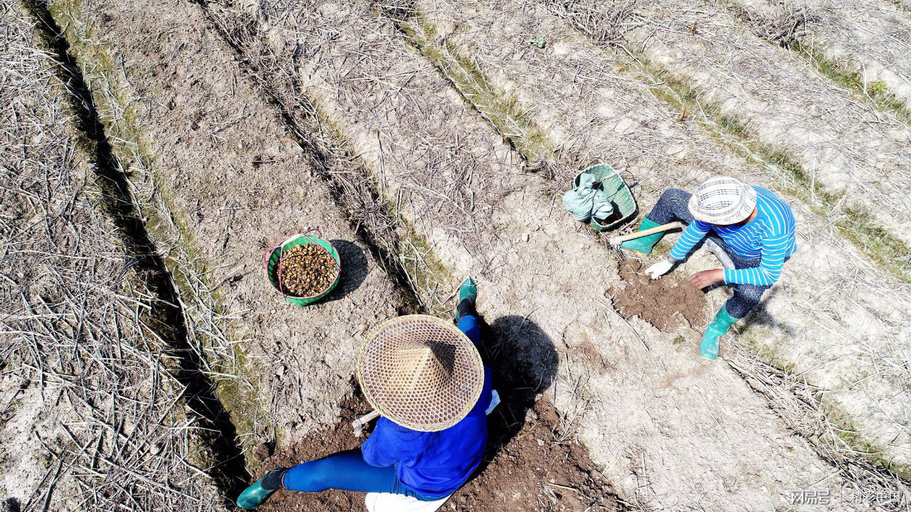 浙江仙居：“药稻”轮作 助农增收