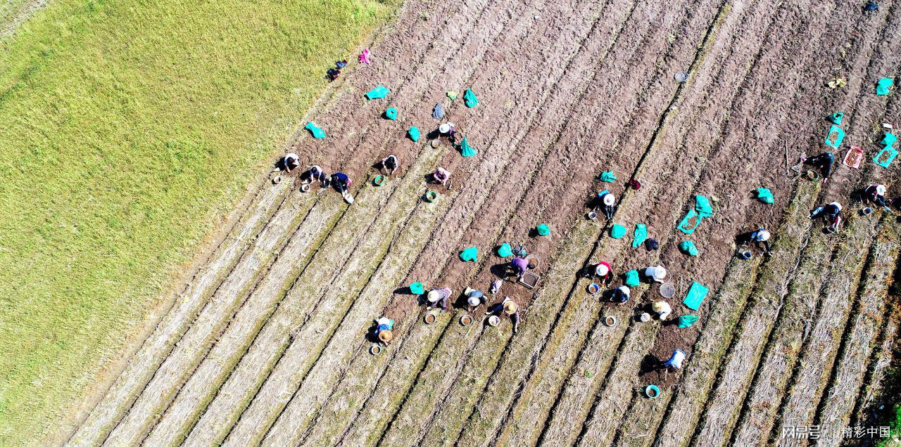 浙江仙居：“药稻”轮作 助农增收