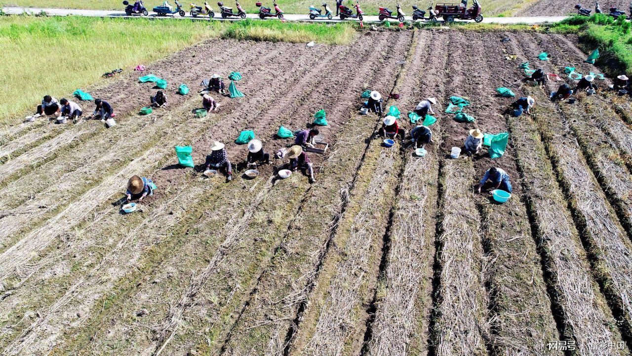 浙江仙居：“药稻”轮作 助农增收